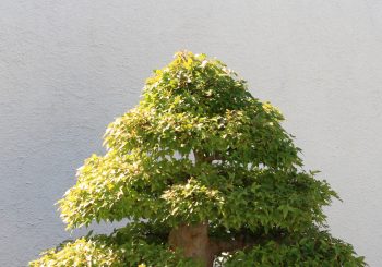 Trident_Maple_bonsai_202,_October_10,_2008