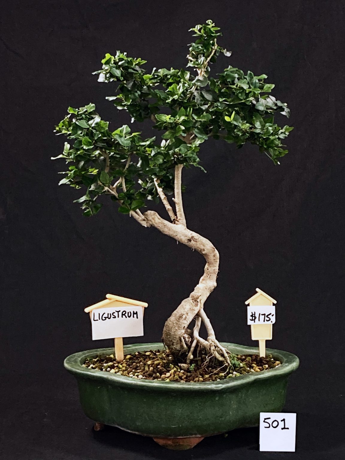 BONSAÏ GROSBEC ENGAGE! Bonsaï GrosBec