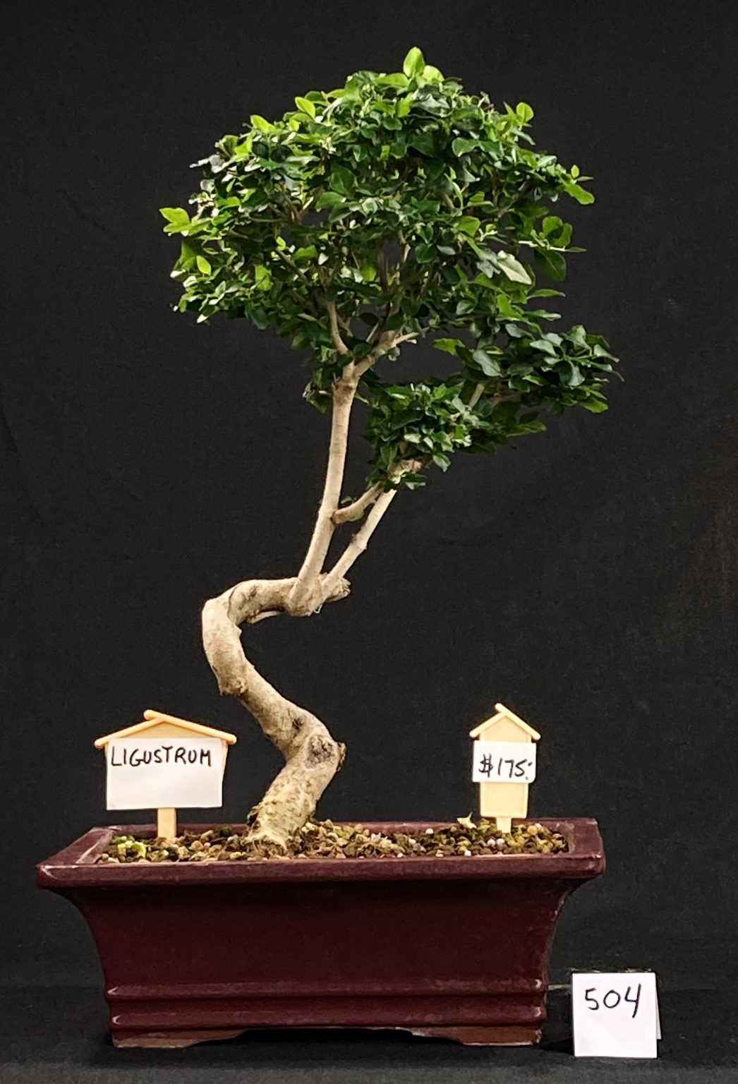 BONSAÏ GROSBEC ENGAGE! Bonsaï GrosBec