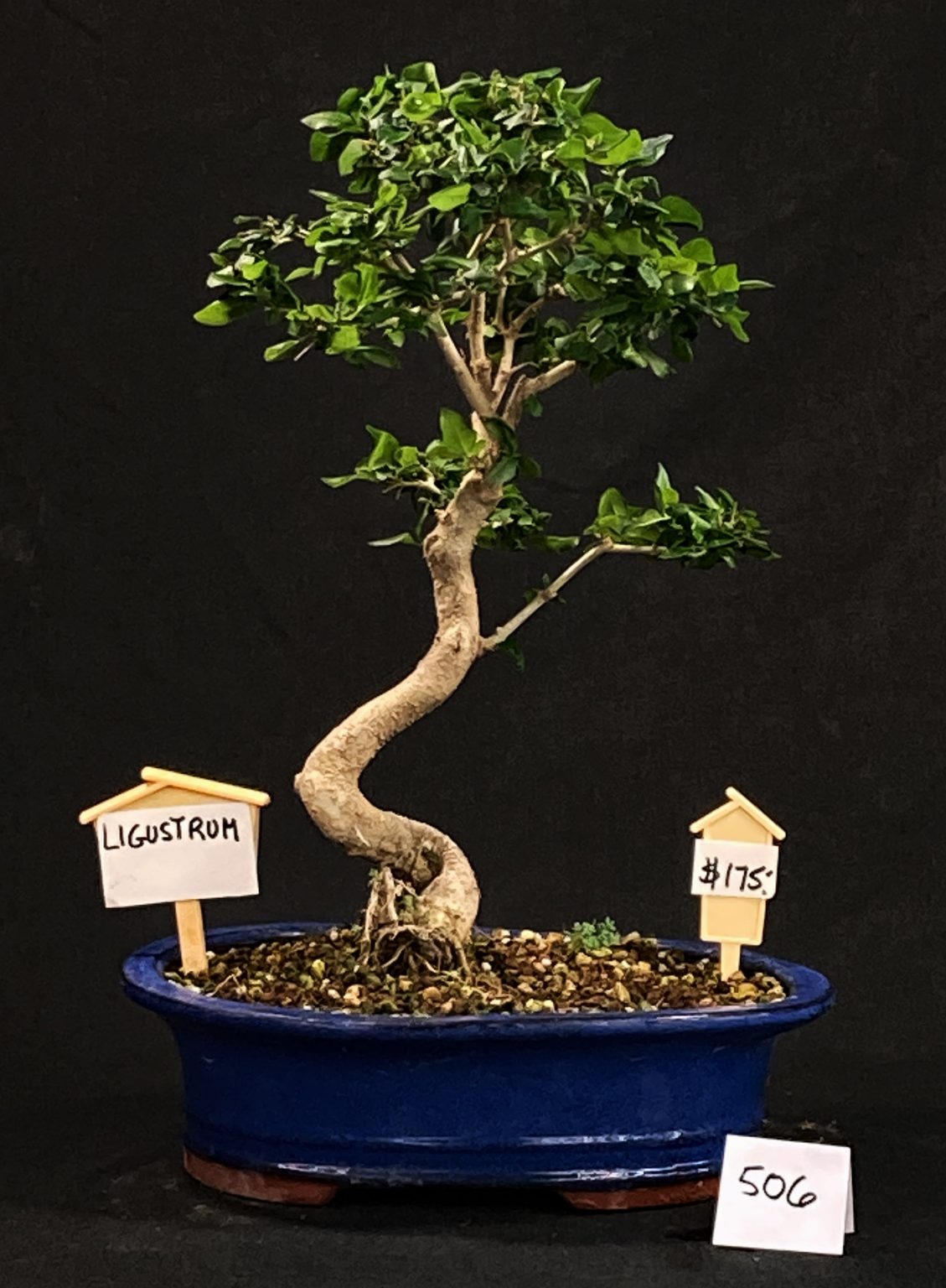 BONSAÏ GROSBEC ENGAGE! Bonsaï GrosBec