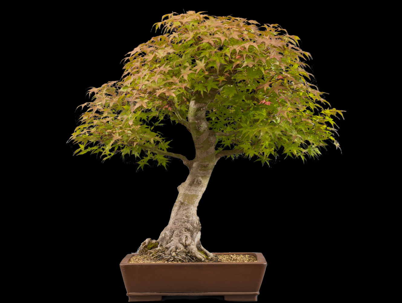 Location de bonsaï Bonsaï GrosBec