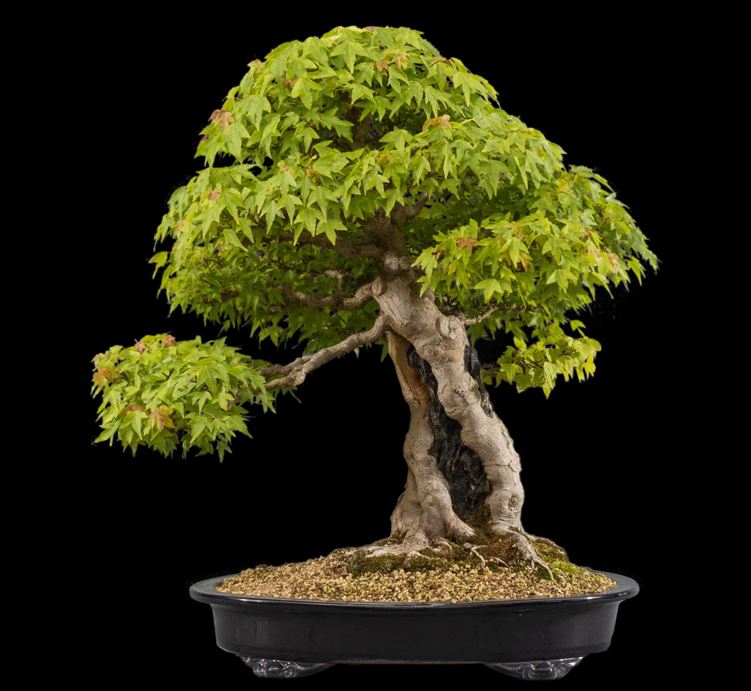 Location de bonsaï Bonsaï GrosBec