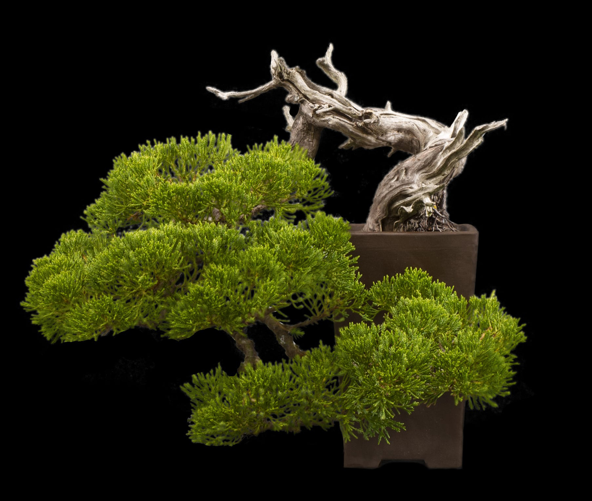 Location de bonsaï Bonsaï GrosBec